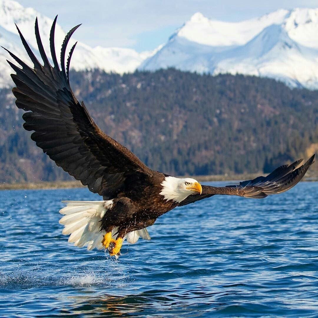 Черный Беркут