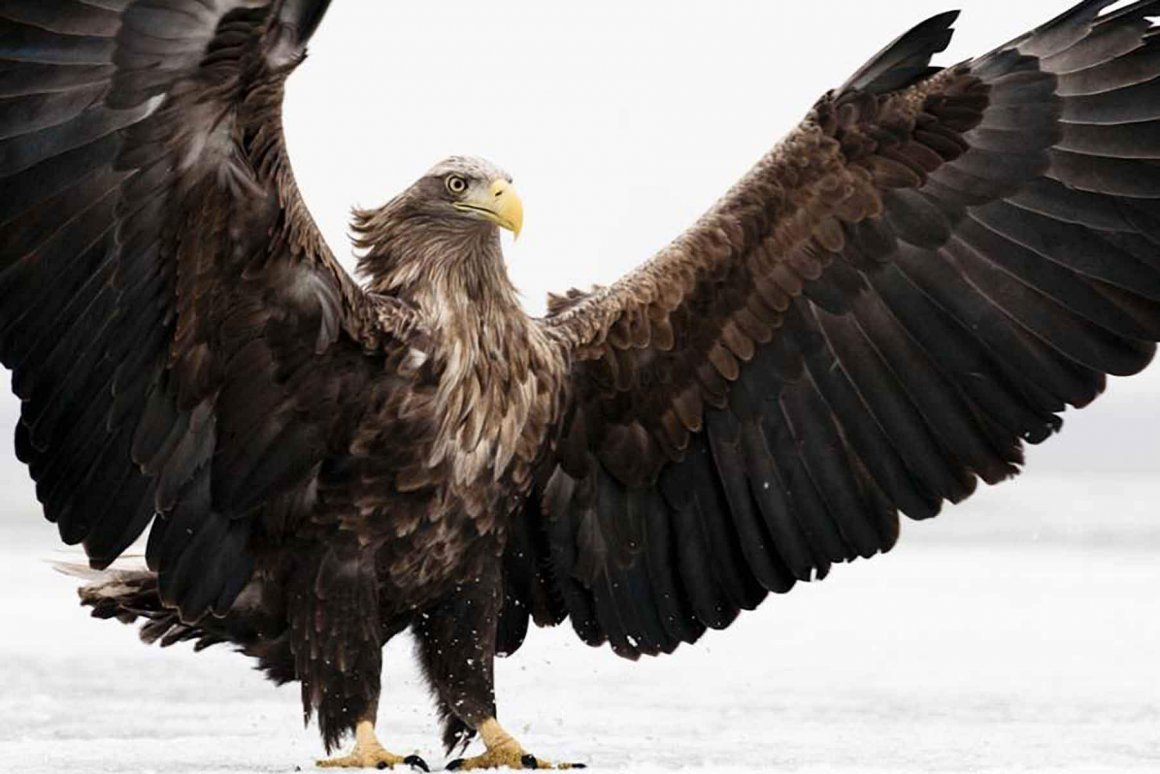 Орел Беркут Дагестана