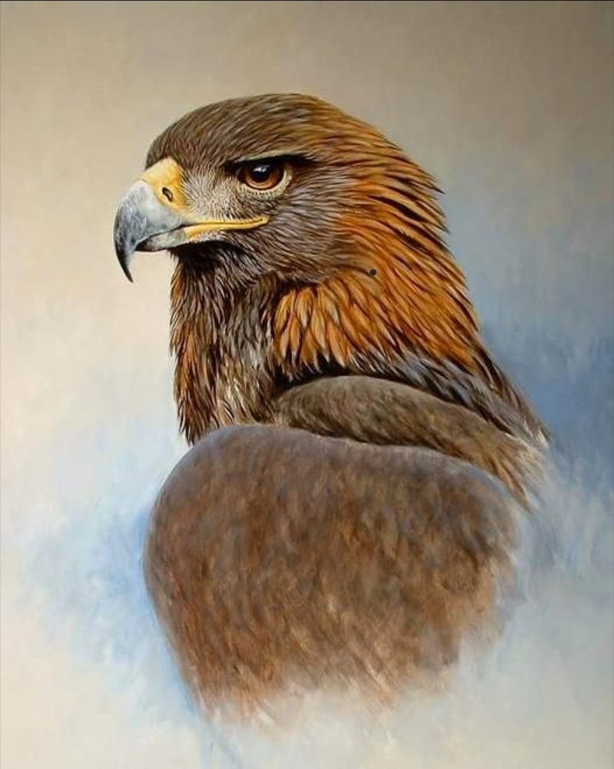 Орел Беркут