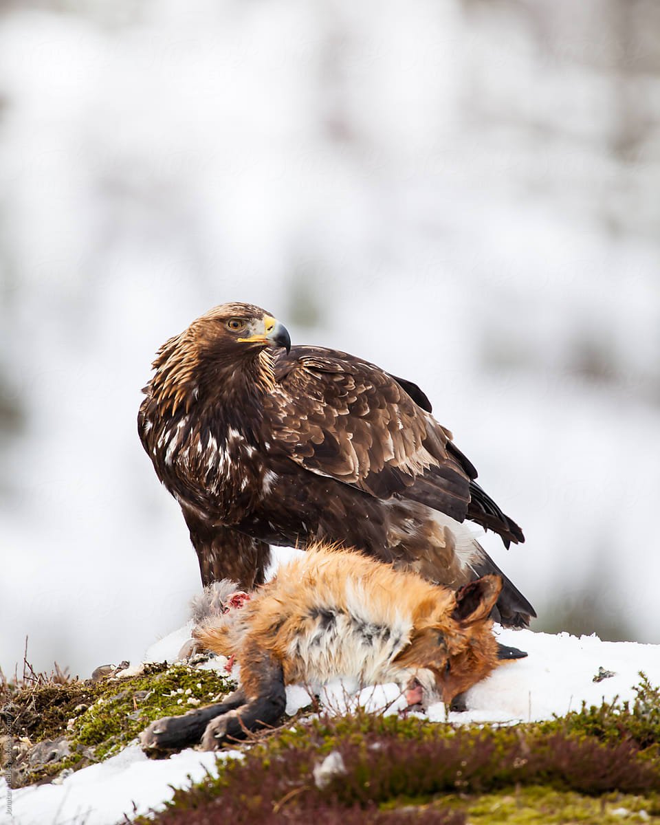 Индийский Ястребиный орёл