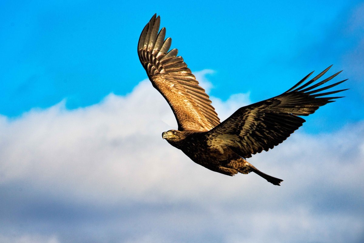 Орел Беркут размах крыльев