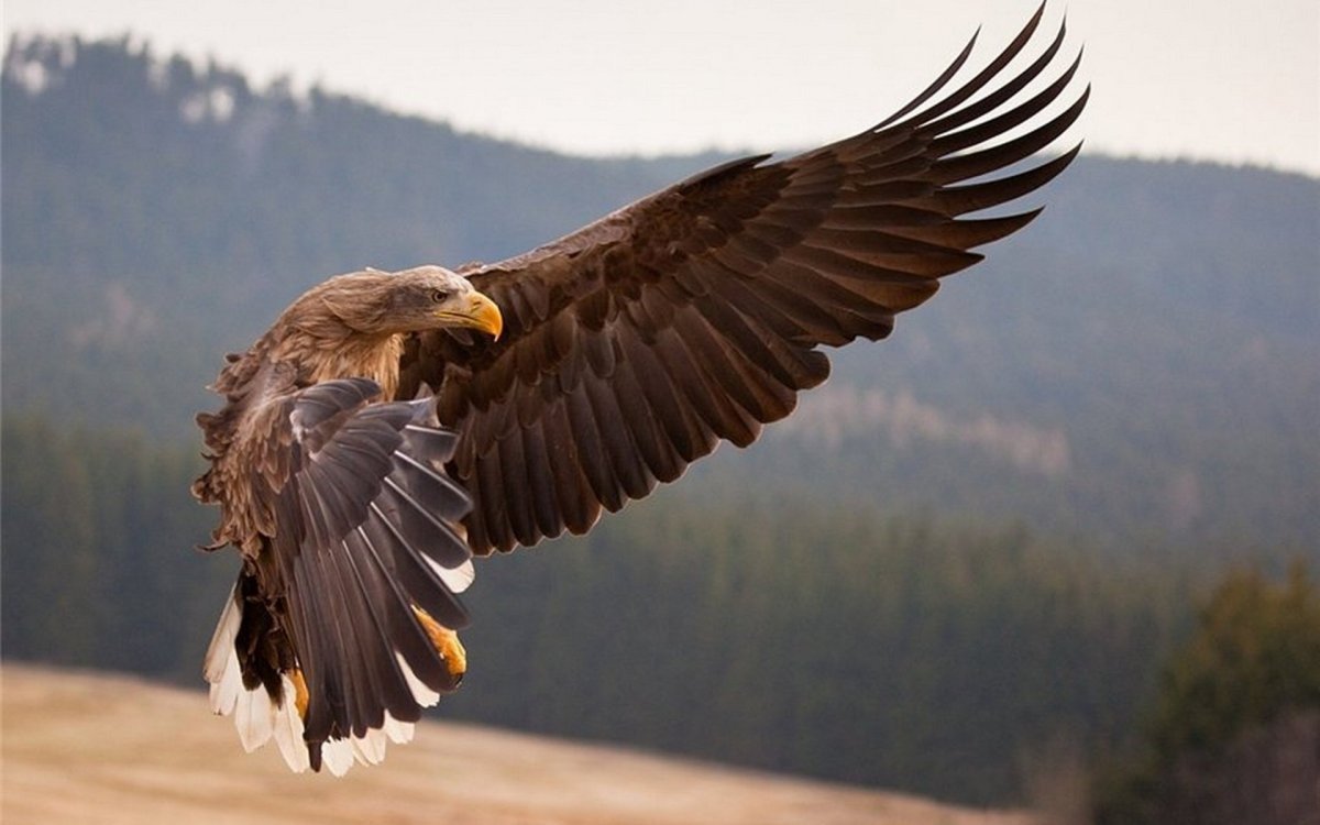 Орлан Орел Коршун