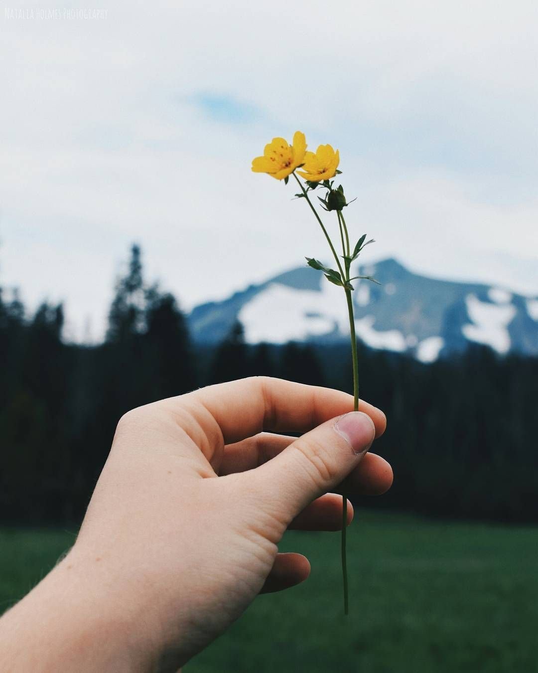 Вдохновение желтым