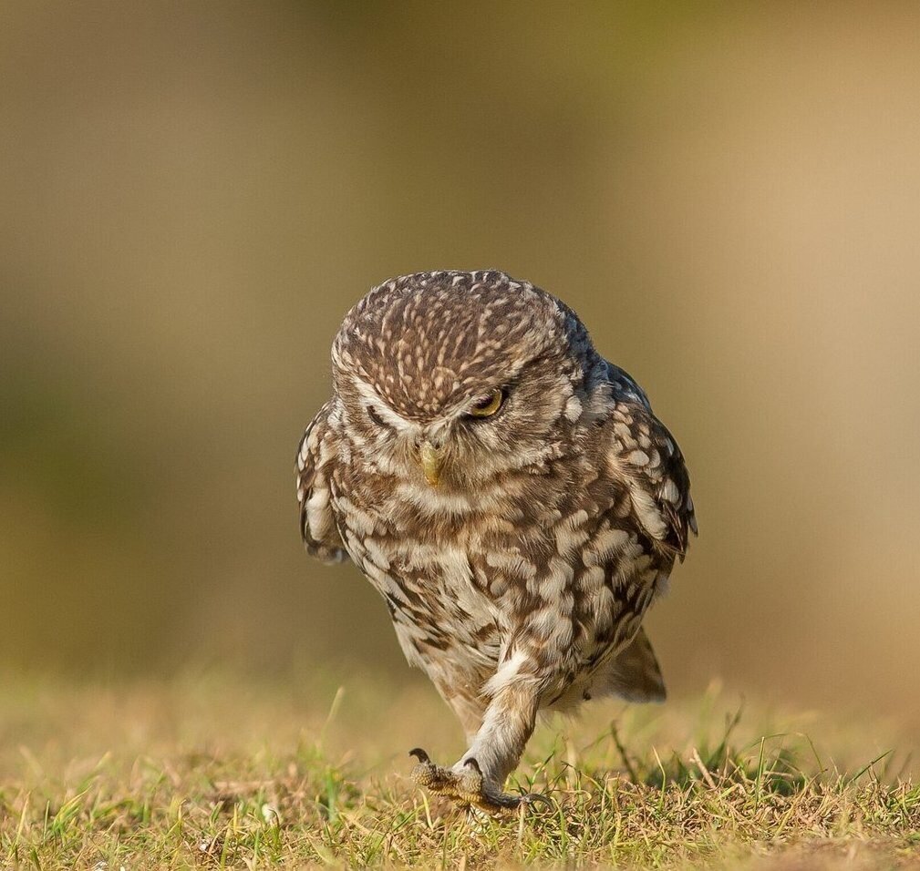 Домовый Сыч шагает