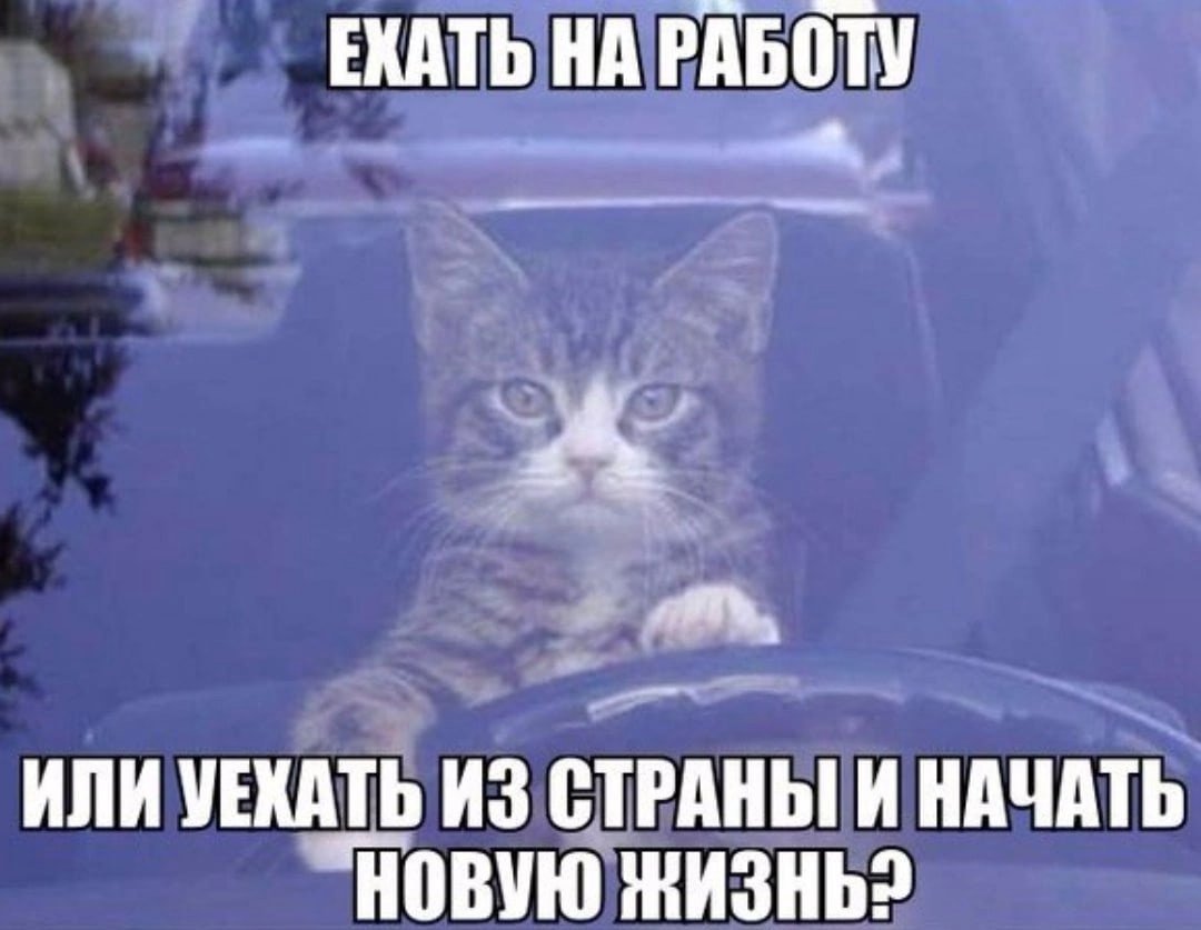 Кот я сваливаю