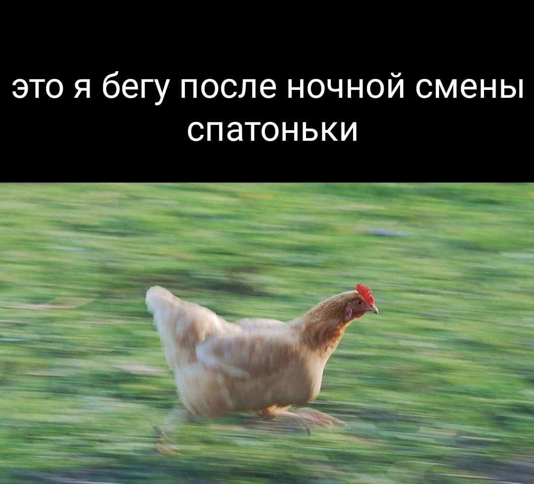 Смешная курица убегает