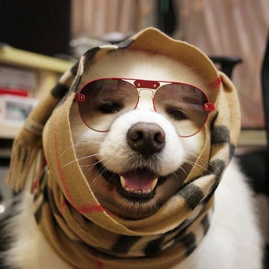 Улыбки животных смешные