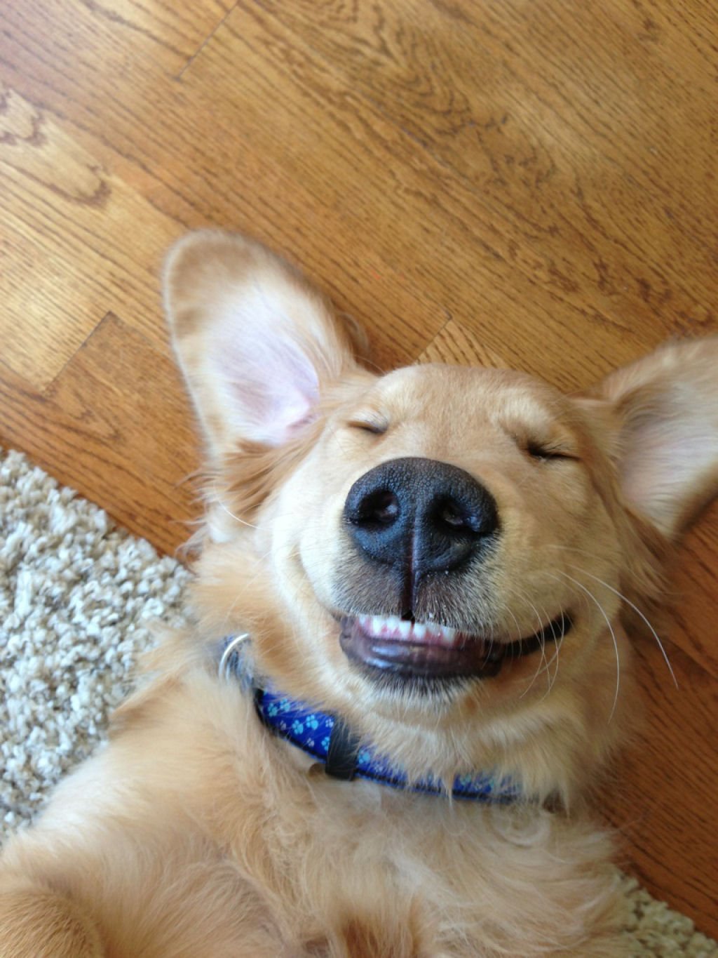 Довольная собака