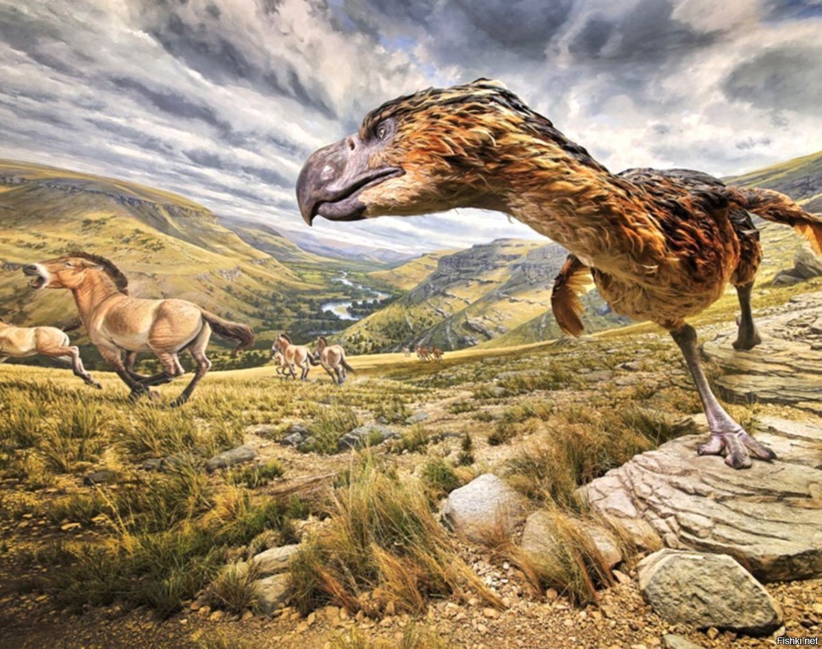 Birds of New Zealand - bibliodyssey2lj - livejournal