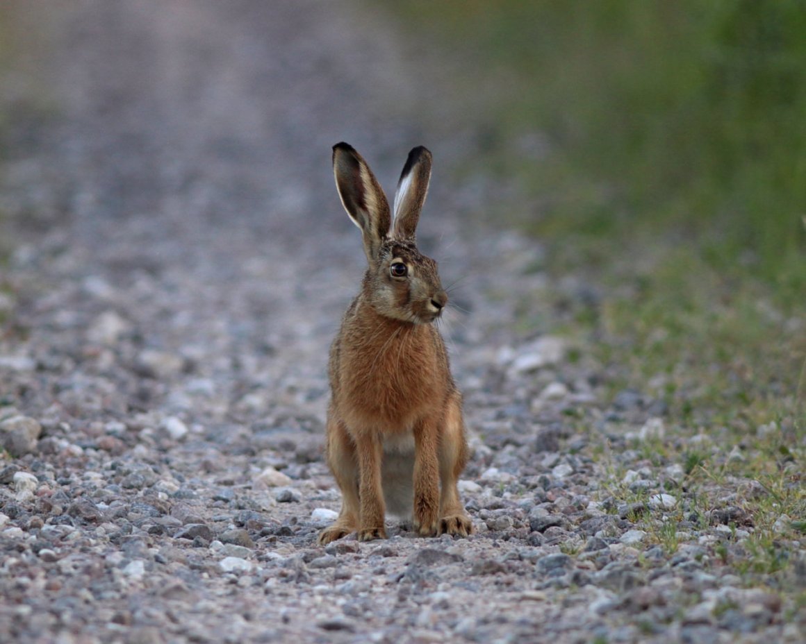 Заяц-Беляк Lepus timidus