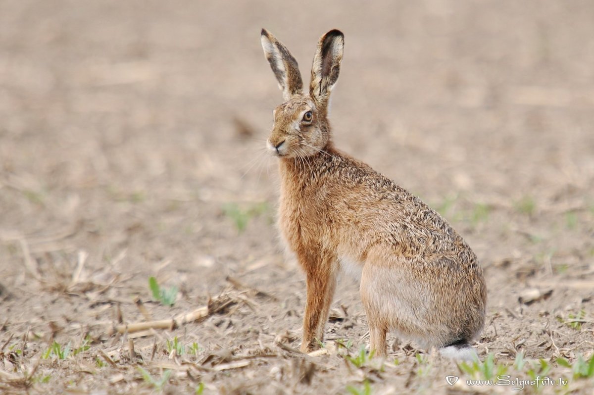 Художники анималисты заяц Русак