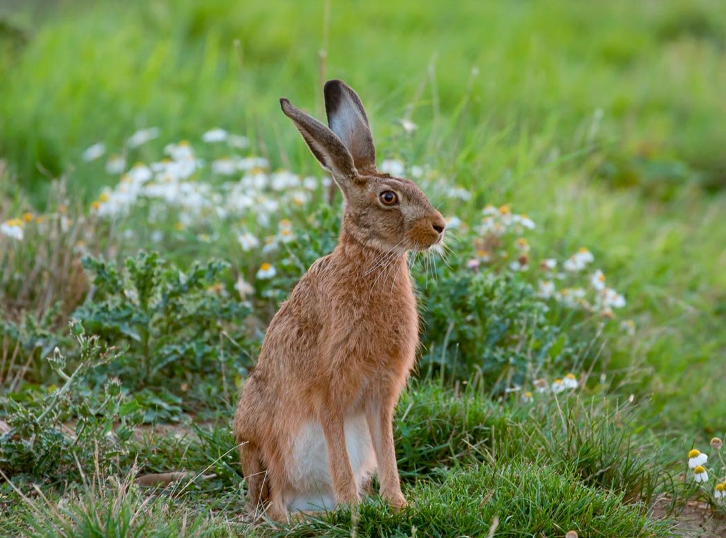 Заяц Беляк толай и Русак