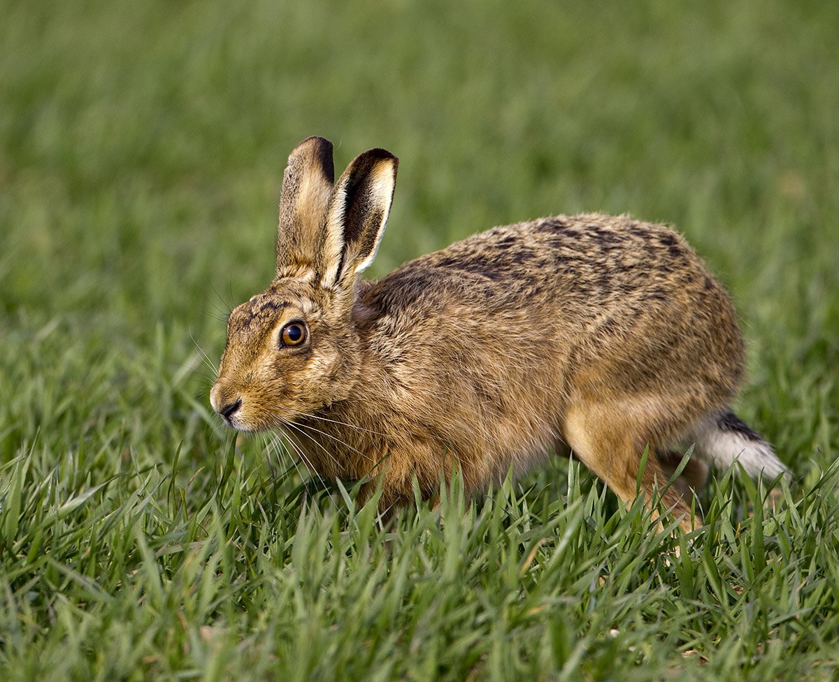 Беляк и Русак