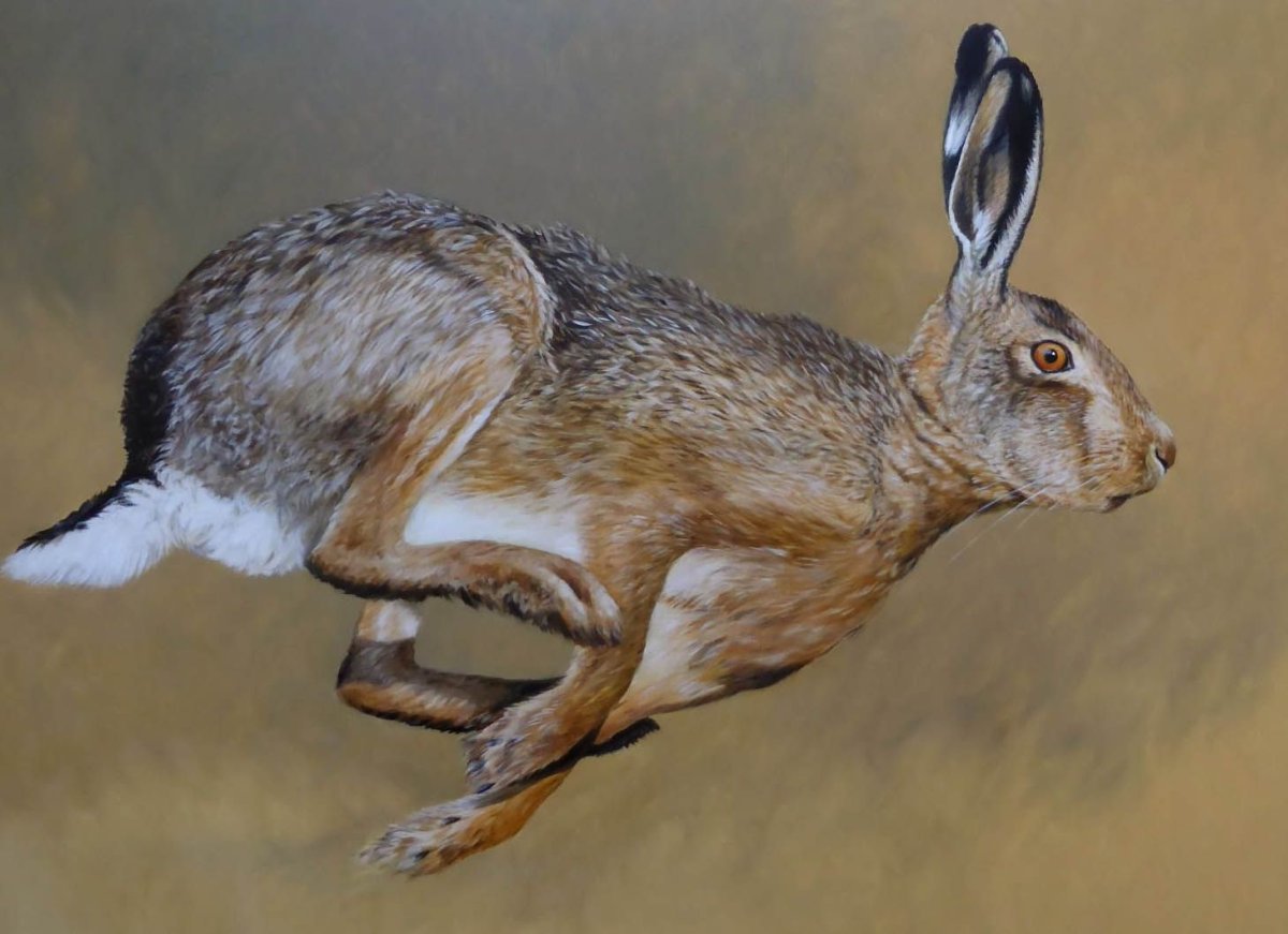 Степной заяц