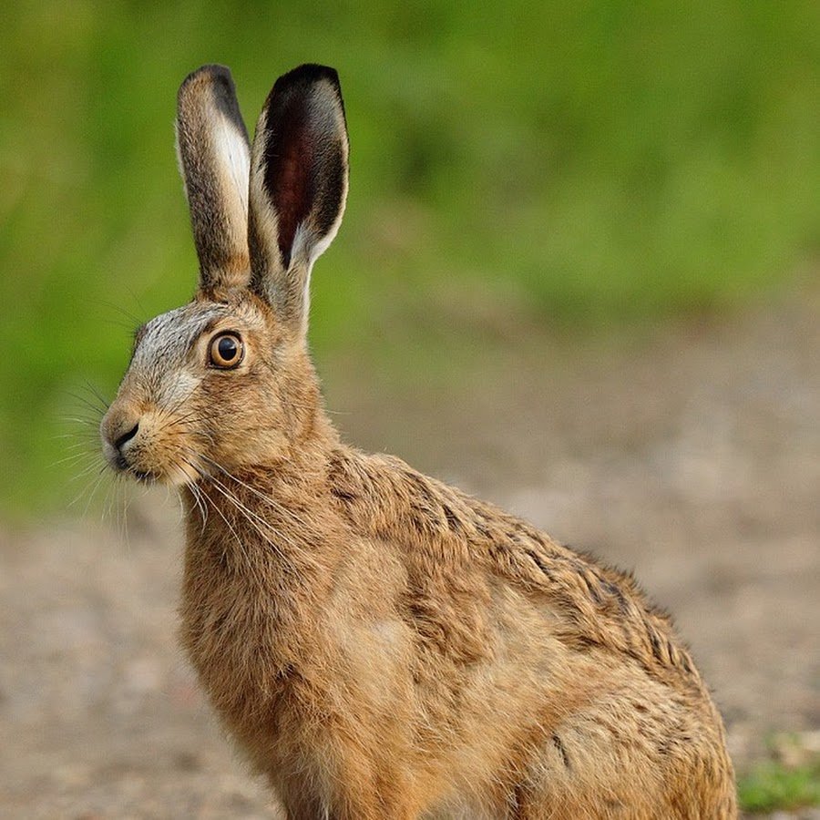 Дикий заяц Русак