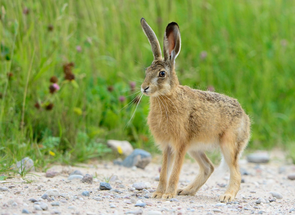 Задумчивый заяц