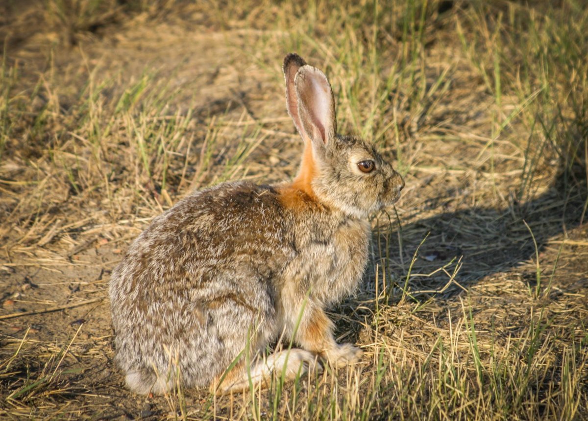 Заяц Русак Беляк Тумак