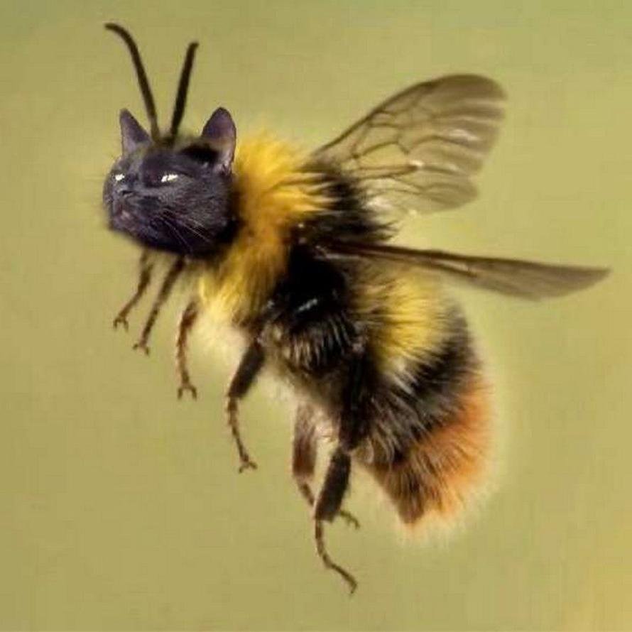 Девушка пчела