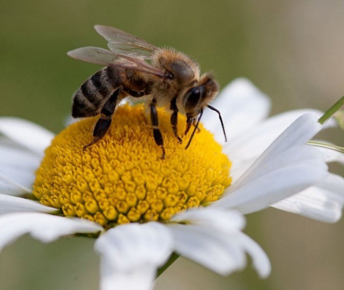Толстая пчела