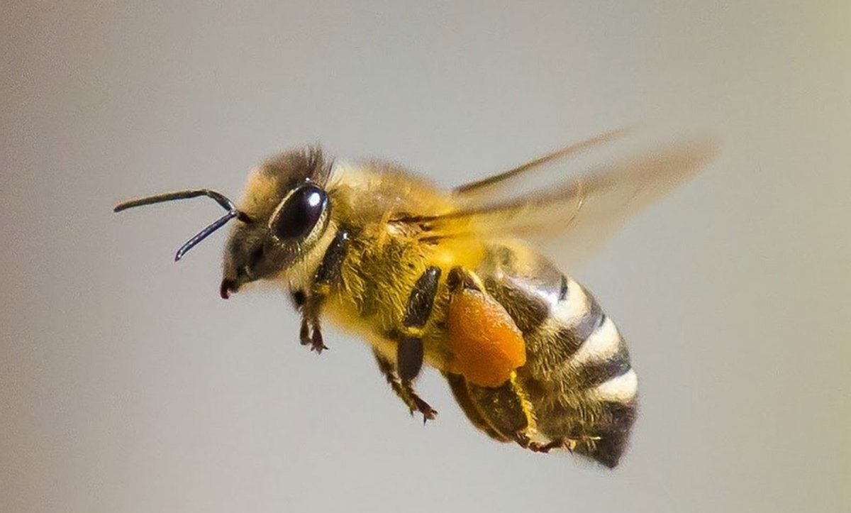 Пчелка на одуванчике