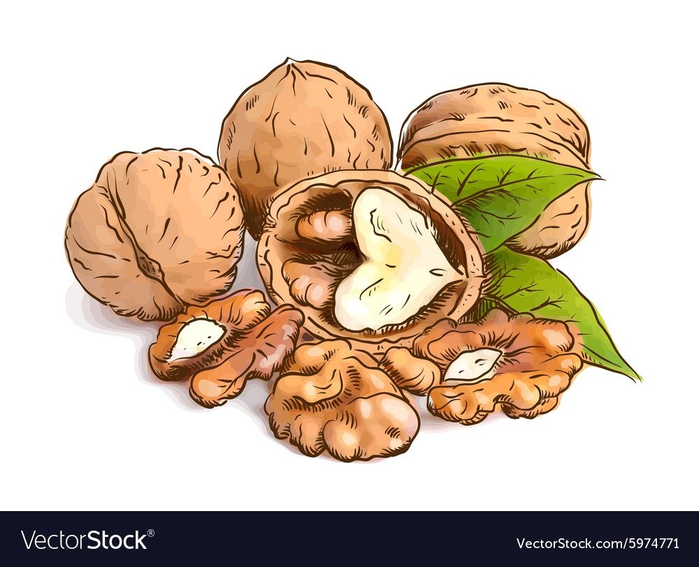 Грецкий орех вектор