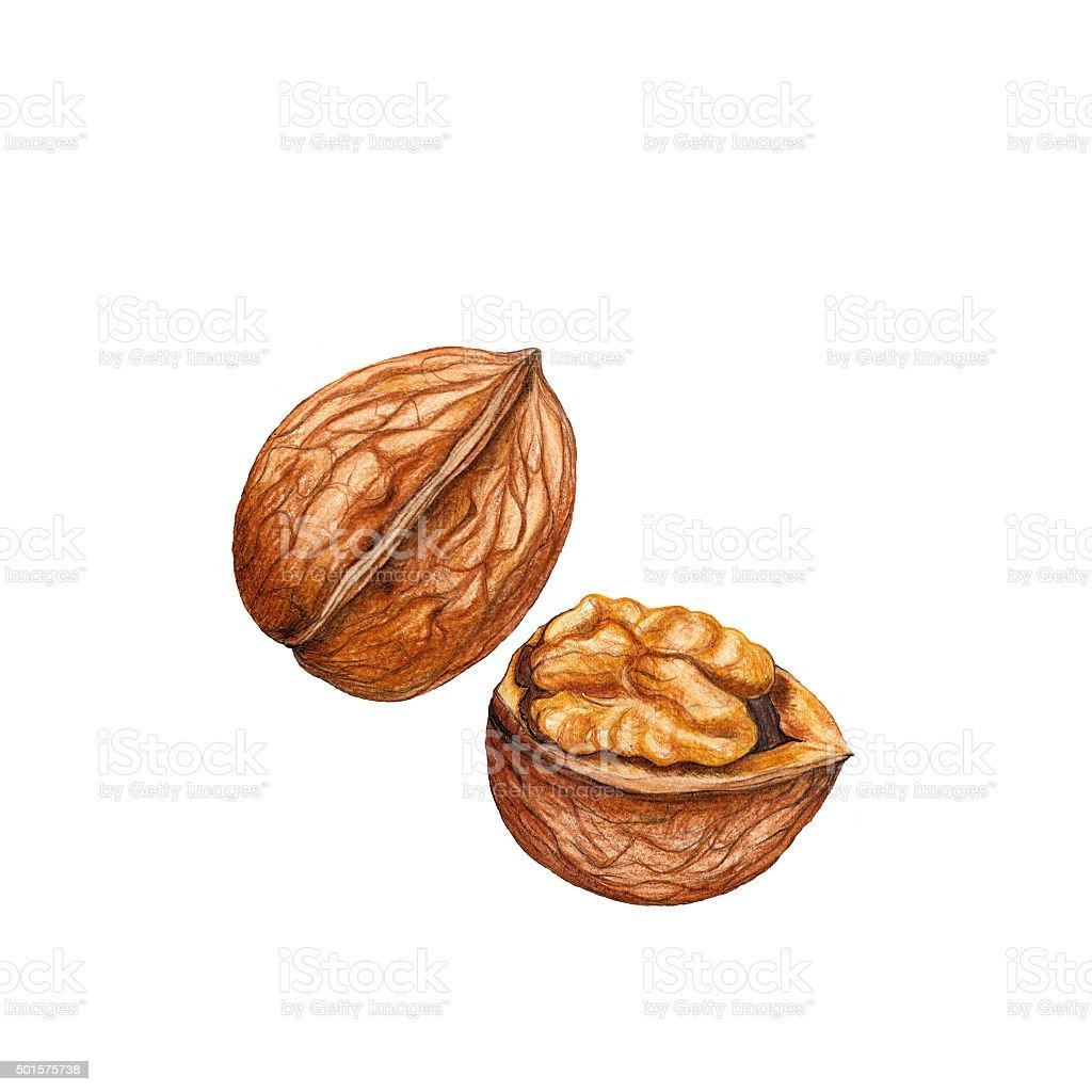 Грецкий орех мультяшный