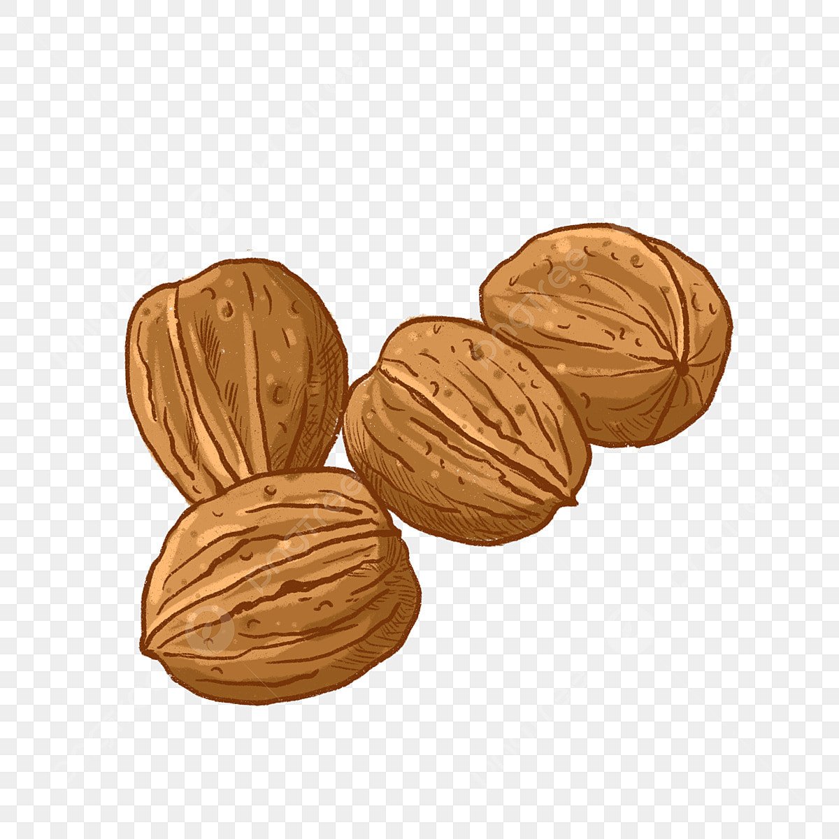 Грецкий орех рисунок