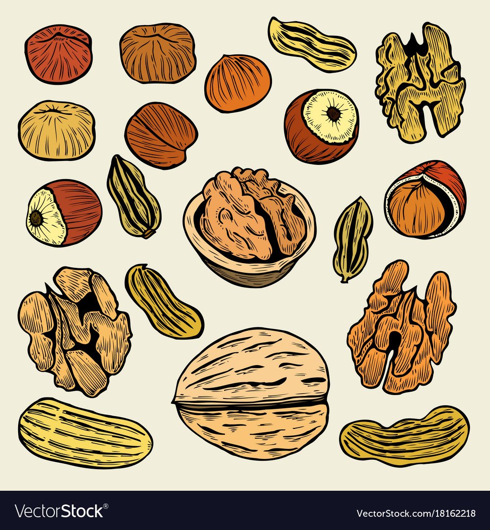 Орех рисунок стилизованный