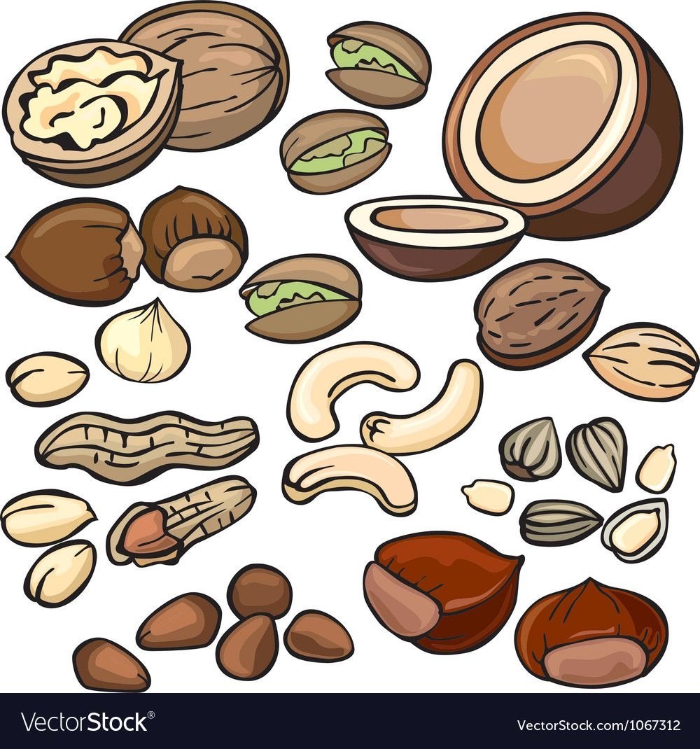 Орехи для печати для детей