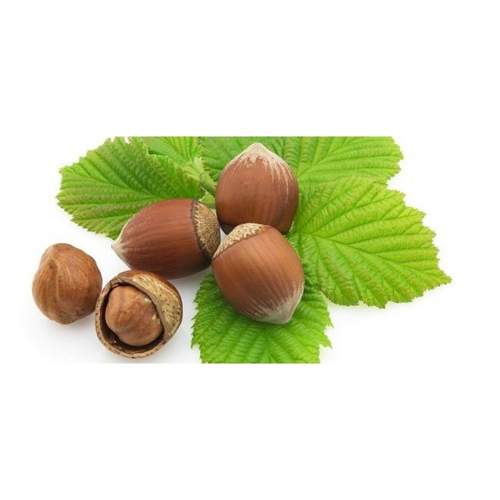 Фундук (Лесной орех)