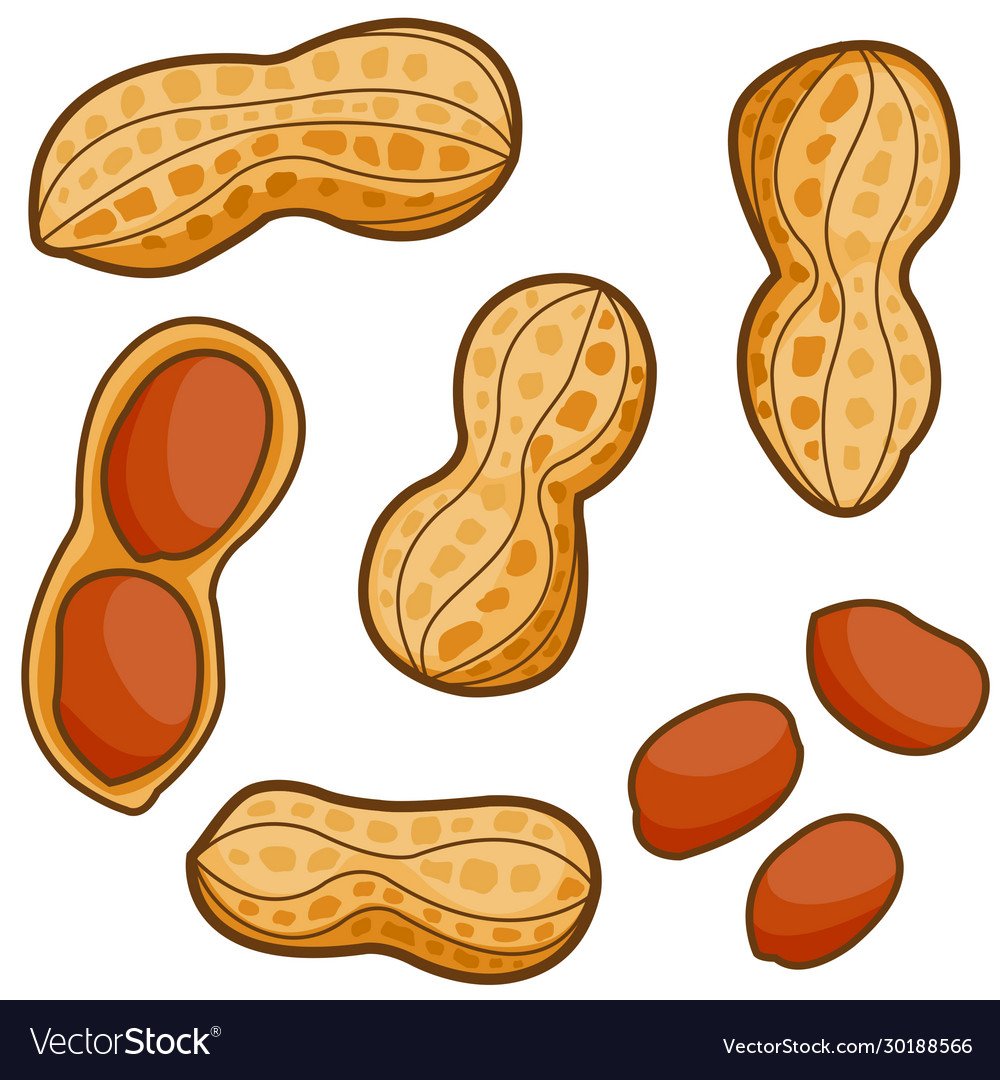 Арахис вектор