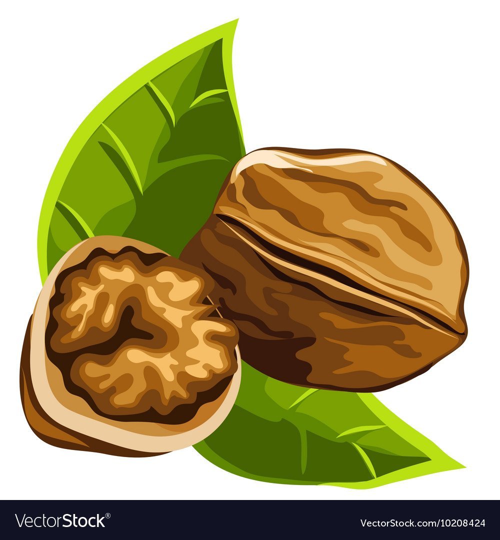 Орехи мультяшные на белом фоне