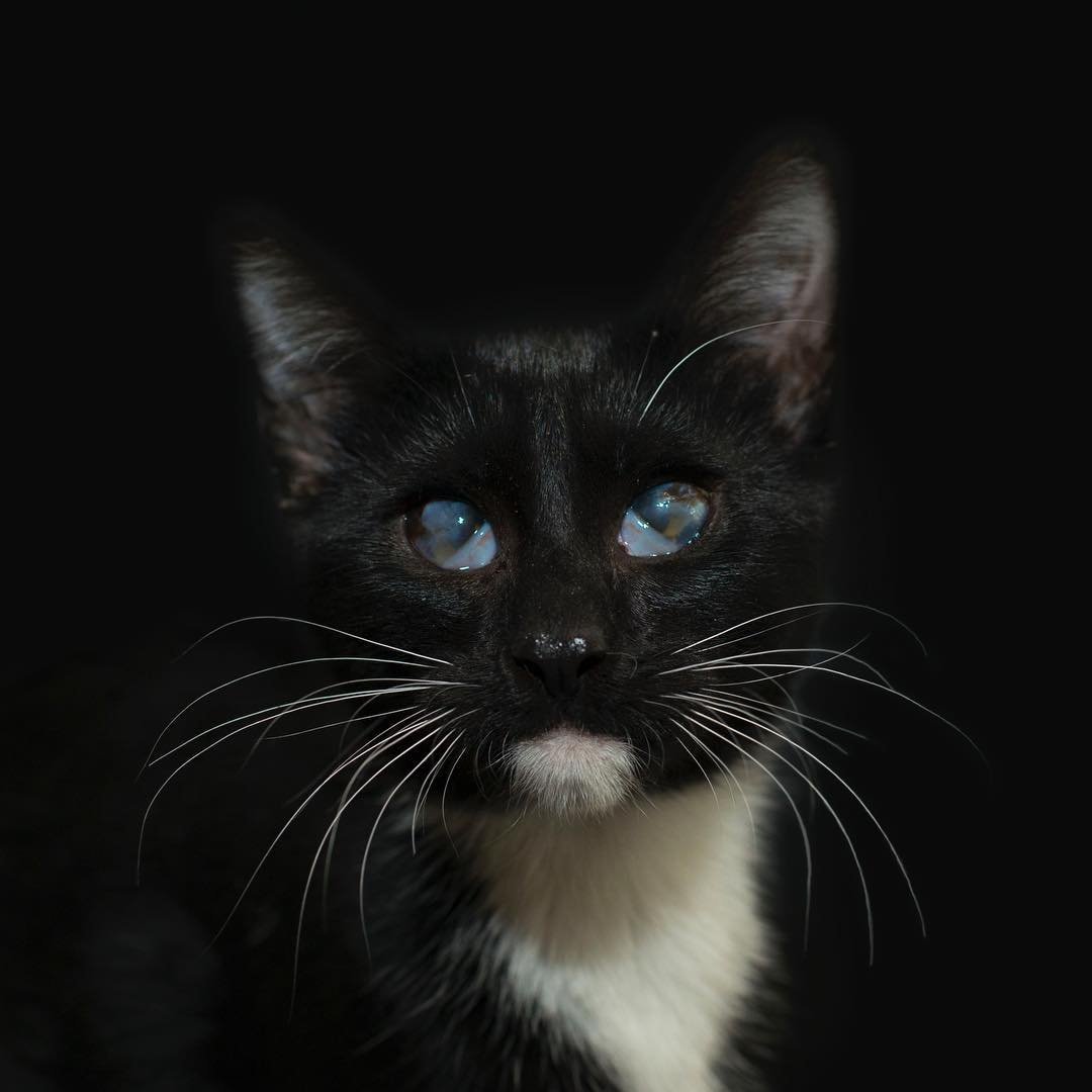 Сфотографировать черную кошку