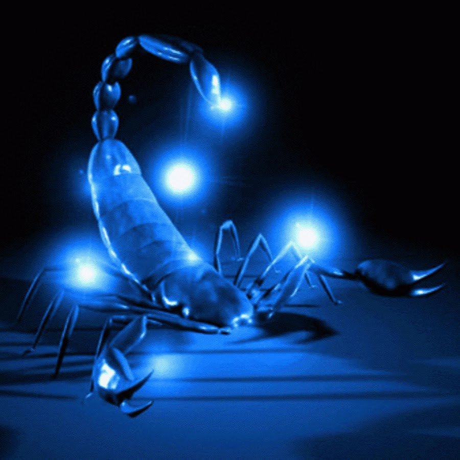 Скорпион на темном фоне