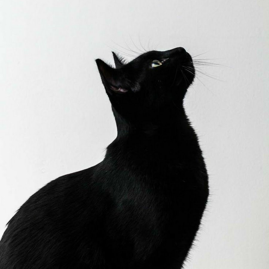 Черный кот со светящимися глазами