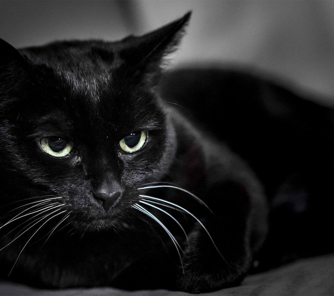 Черные коты