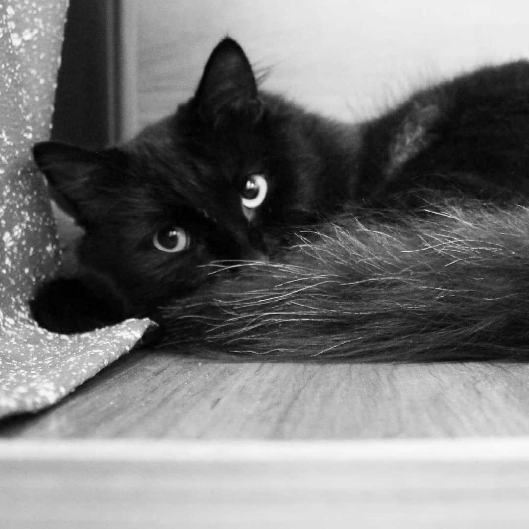 Красивая черная кошка