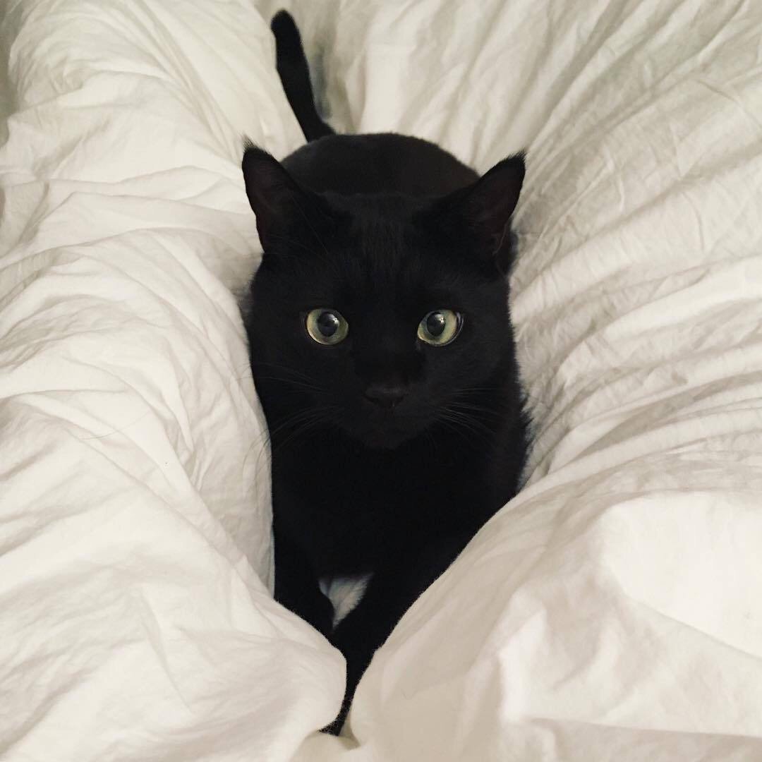 Милый черный кот