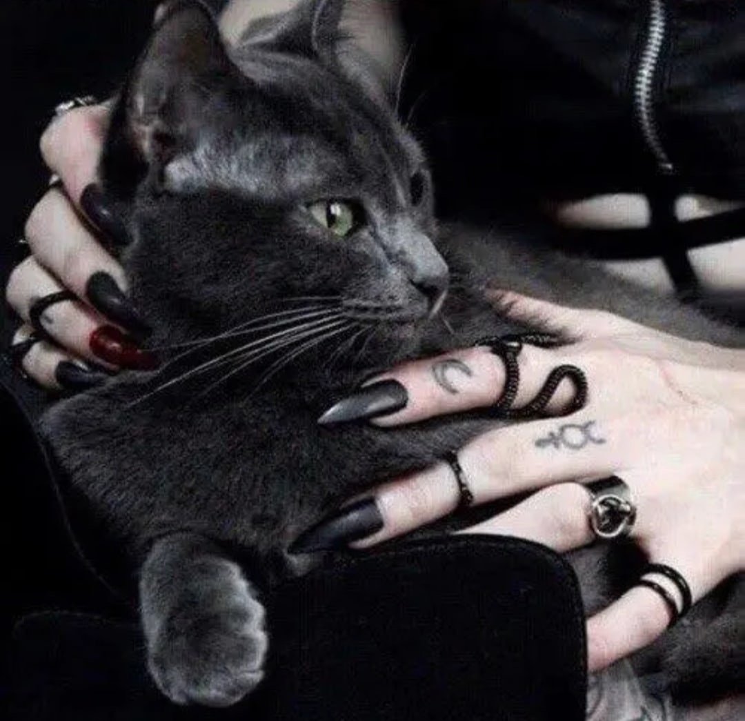 Черный кот улыбается