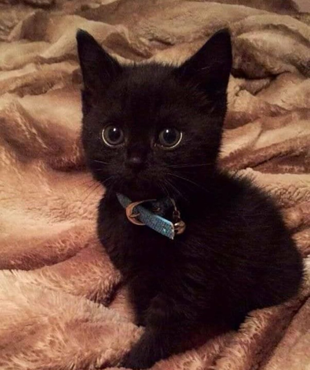 Черная кошка в темной комнате