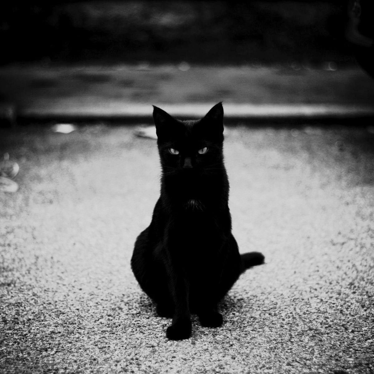 Черная кошка на коленях