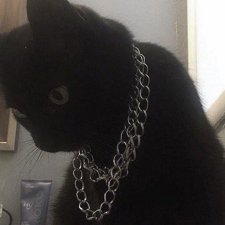 Черные коты сохры