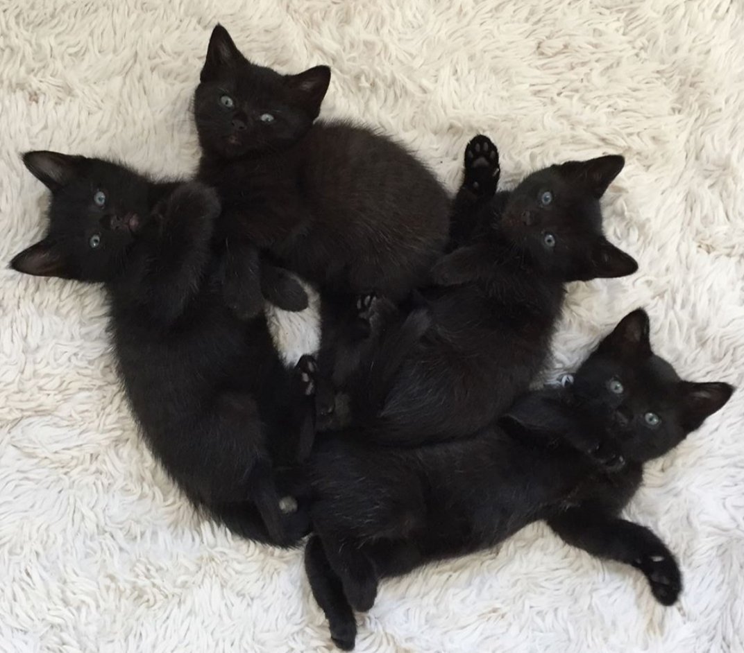 Черный кот облизывается