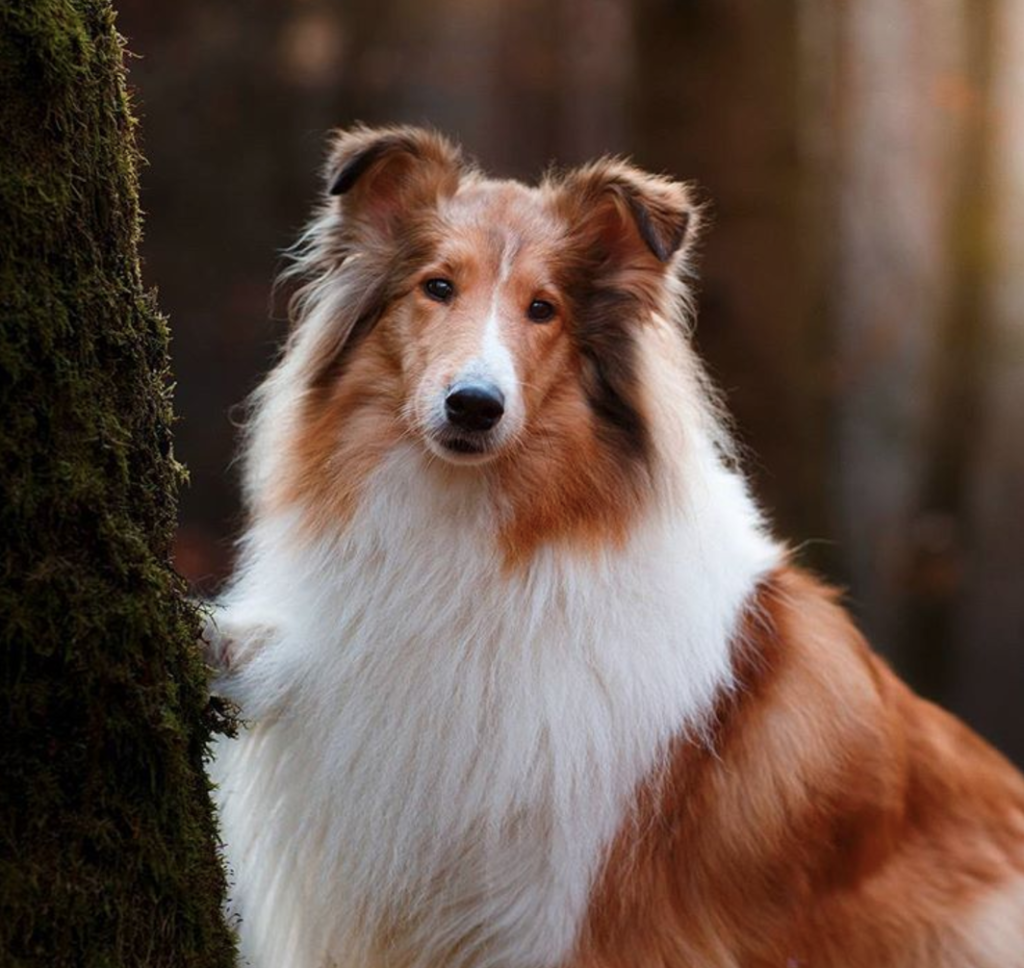 Колли собака