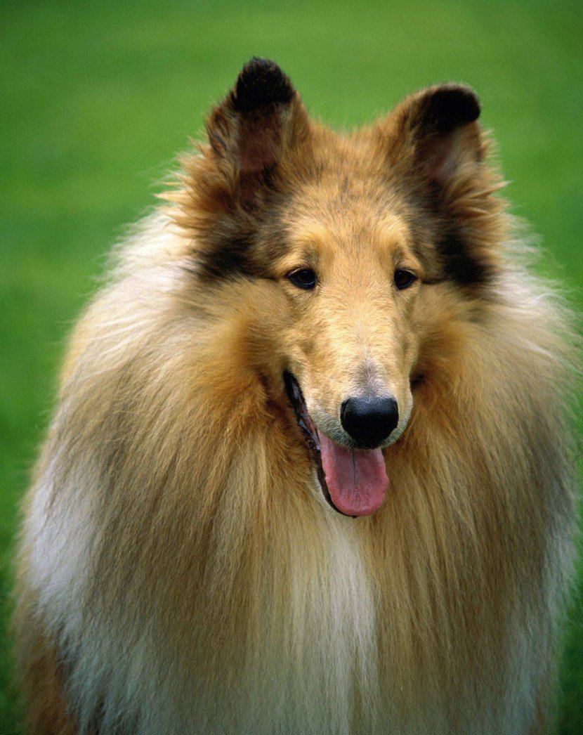 Шотландская колли