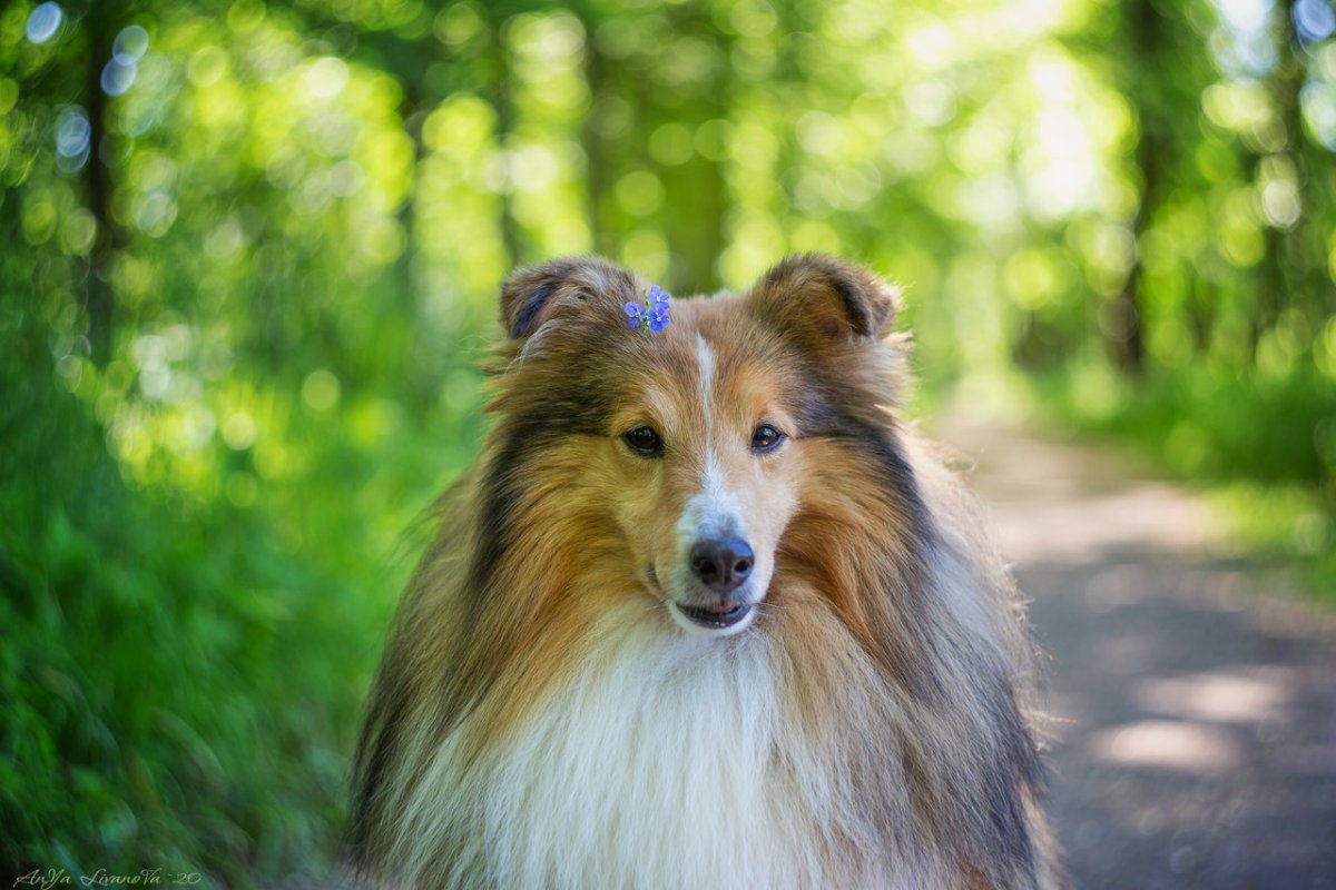 Колли и кошка