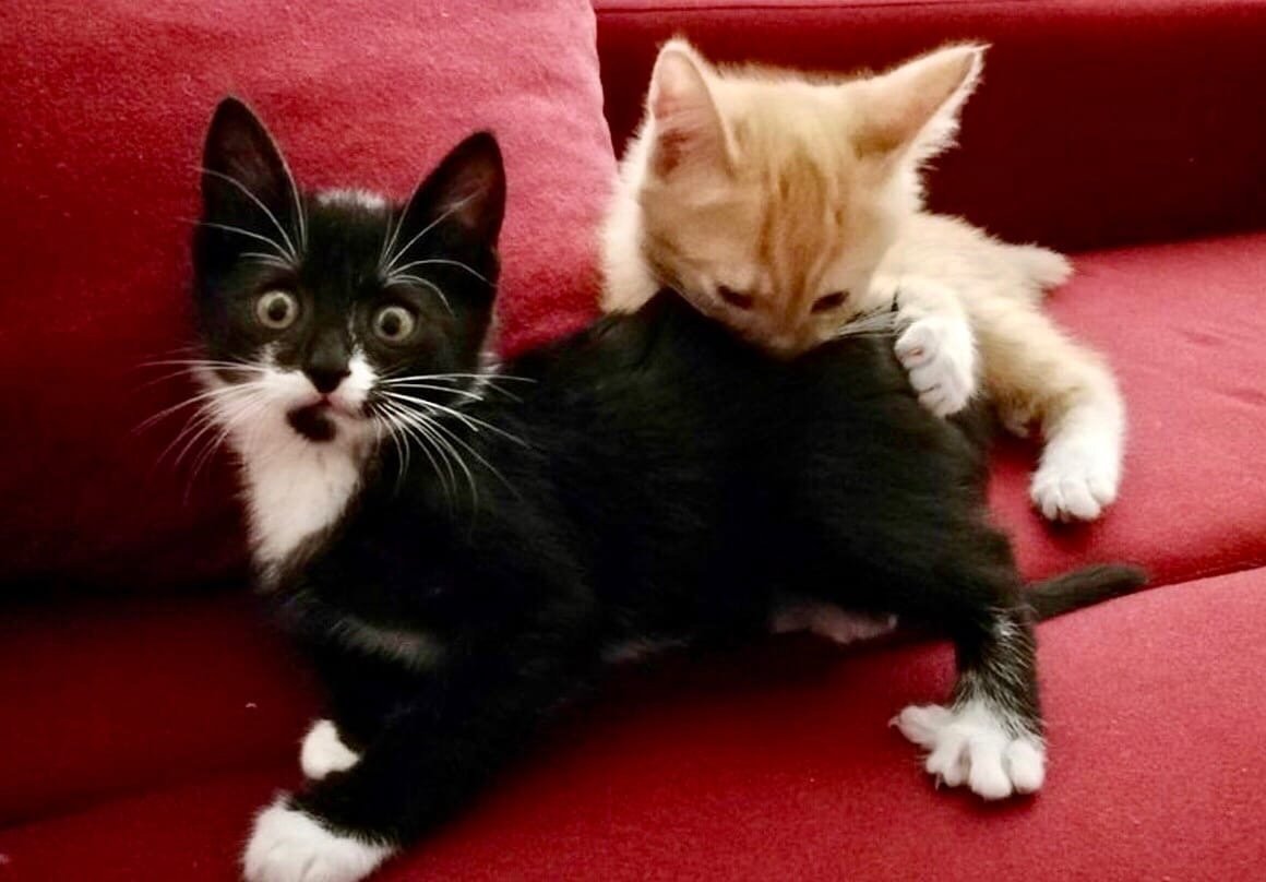 Котенок Кусь