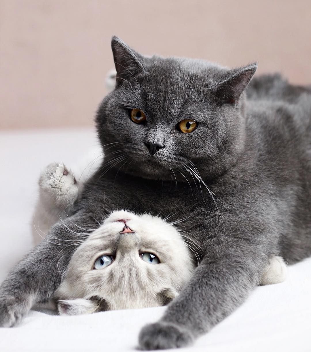 Кот и кошка Кусь