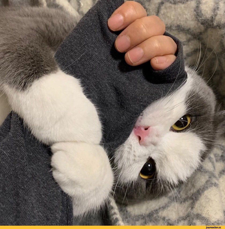 Кусь от котика