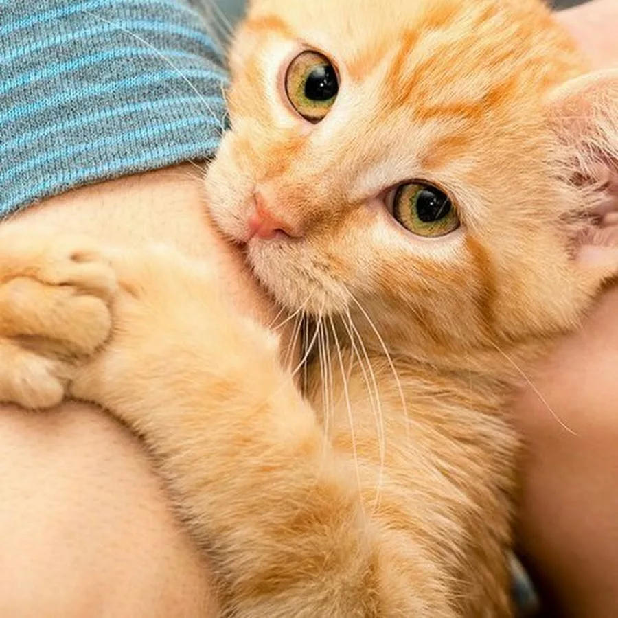 Котенок кусает